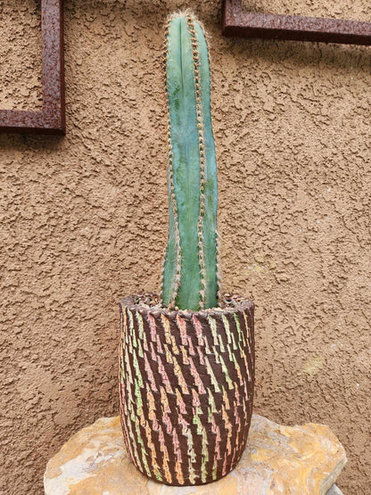 Pilosocereus Fulvilanatus