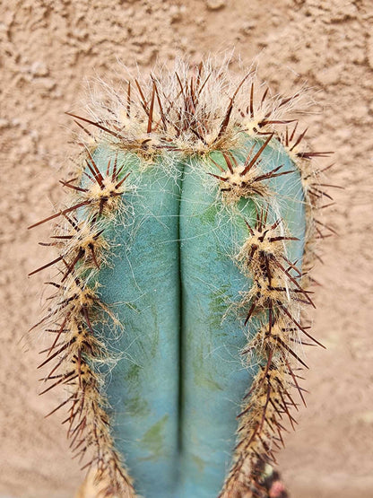 Pilosocereus Fulvilanatus