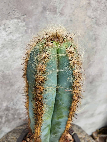 Pilosocereus Fulvilanatus