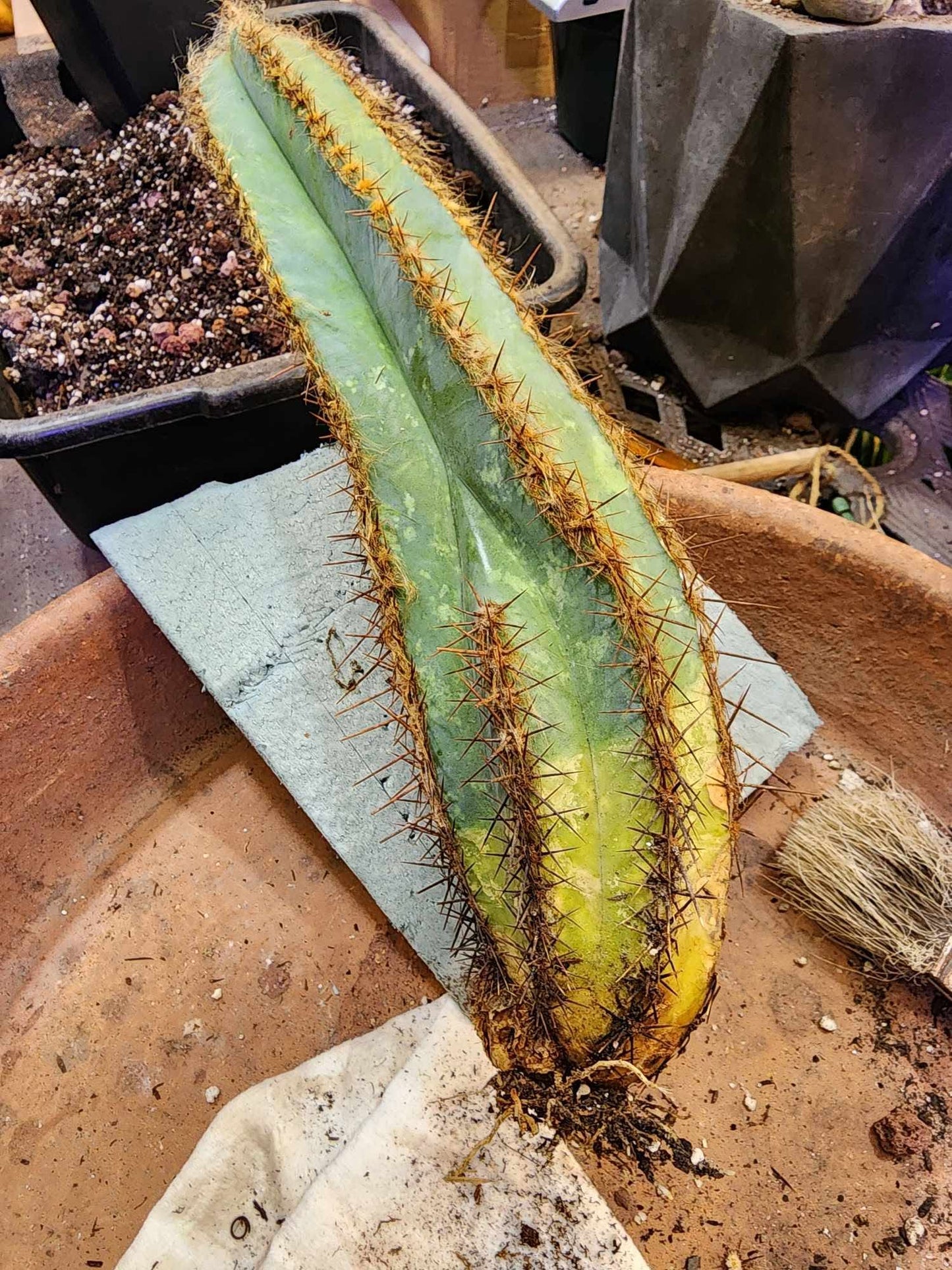 Pilosocereus Fulvilanatus
