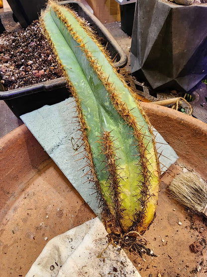 Pilosocereus Fulvilanatus