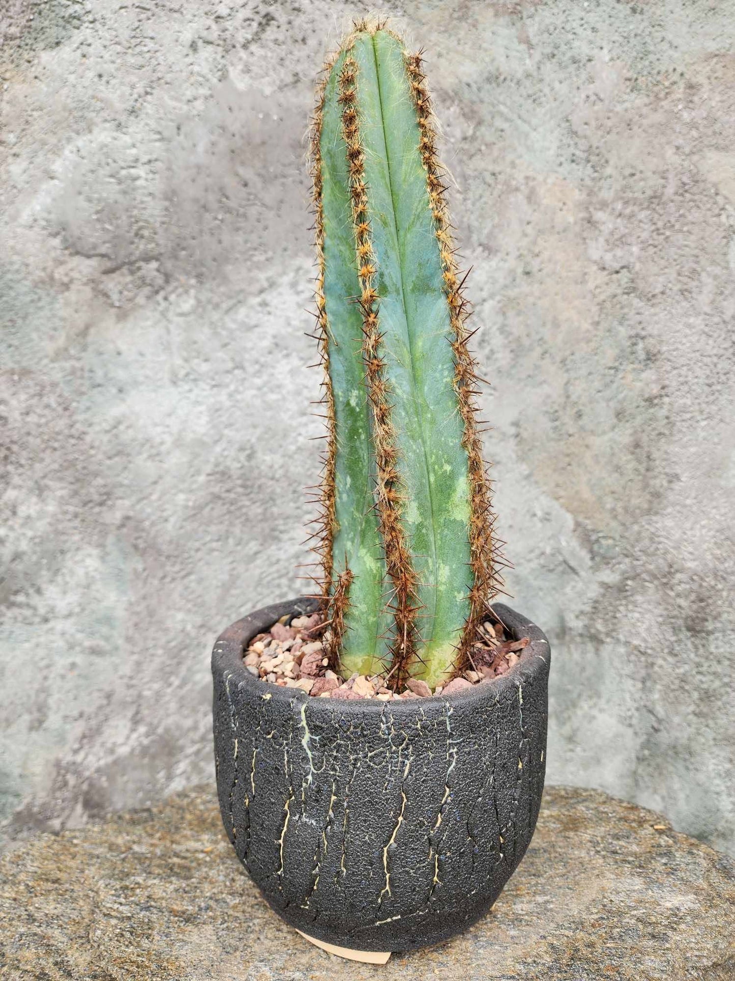 Pilosocereus Fulvilanatus