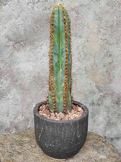 Pilosocereus Fulvilanatus