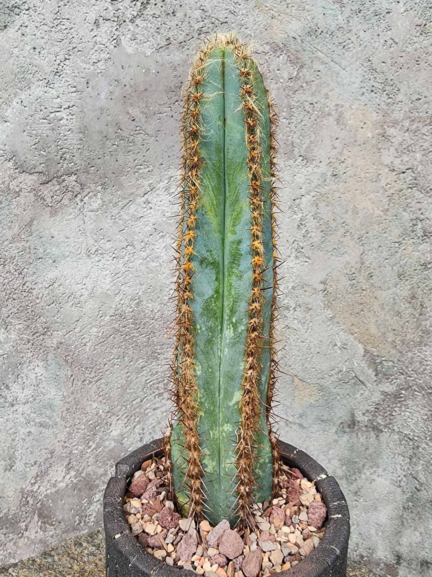 Pilosocereus Fulvilanatus