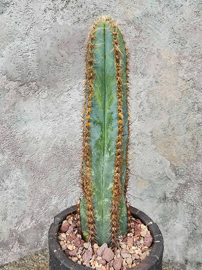 Pilosocereus Fulvilanatus