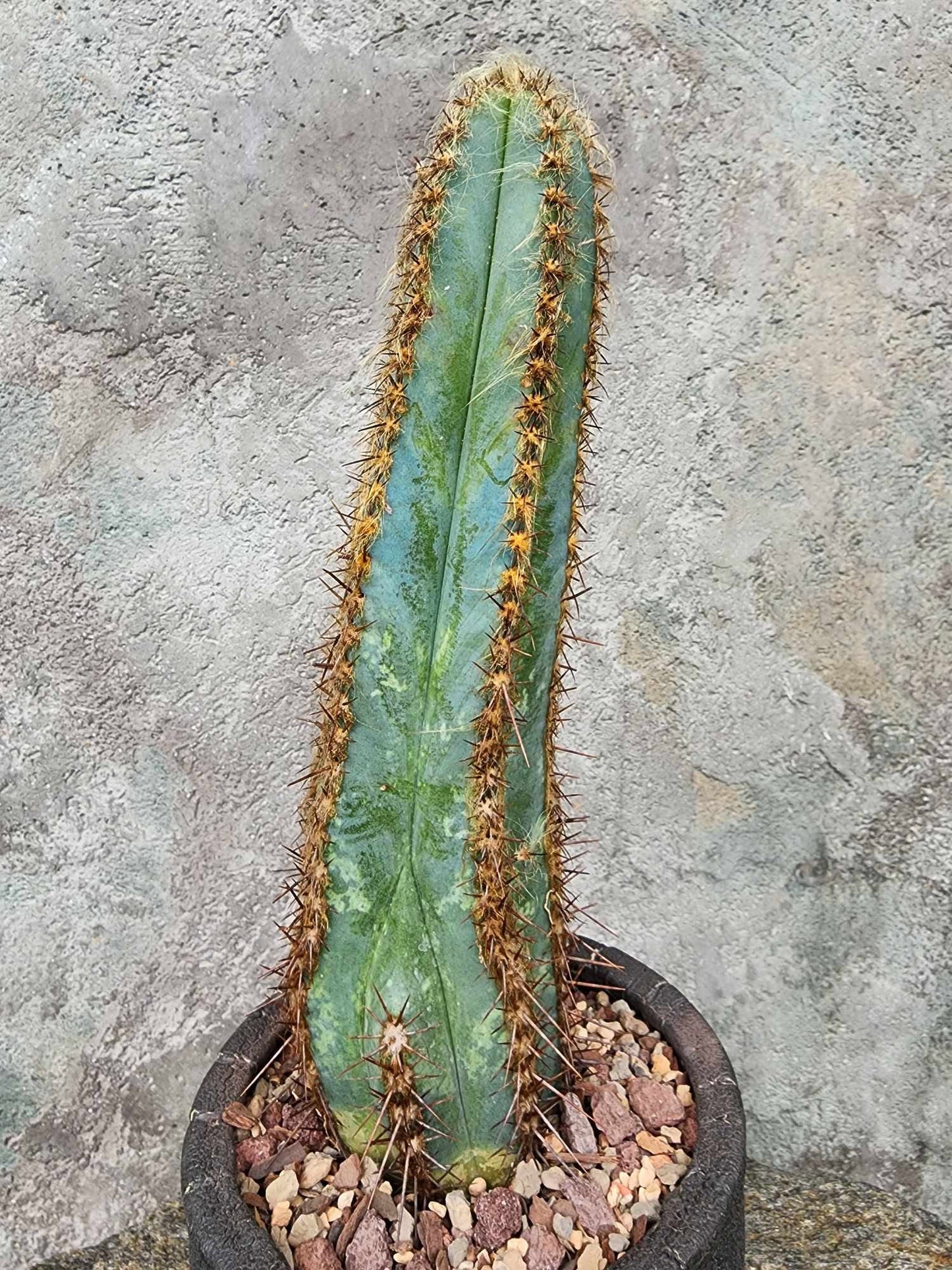 Pilosocereus Fulvilanatus