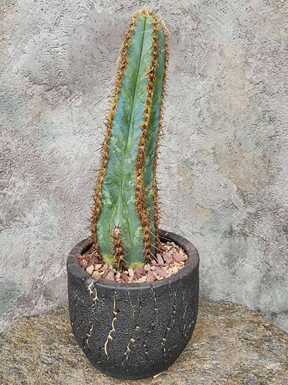 Pilosocereus Fulvilanatus