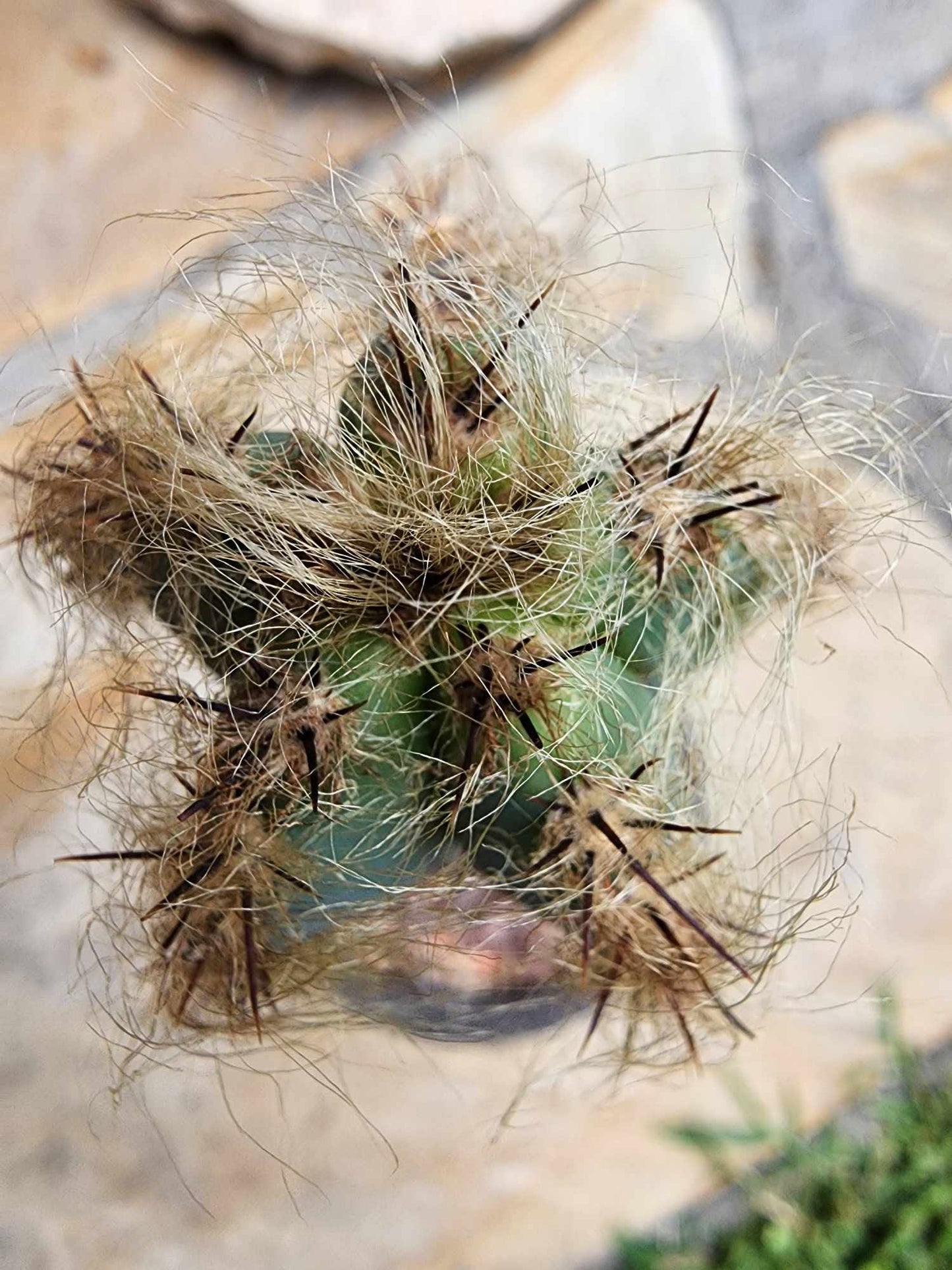 Pilosocereus Fulvilanatus
