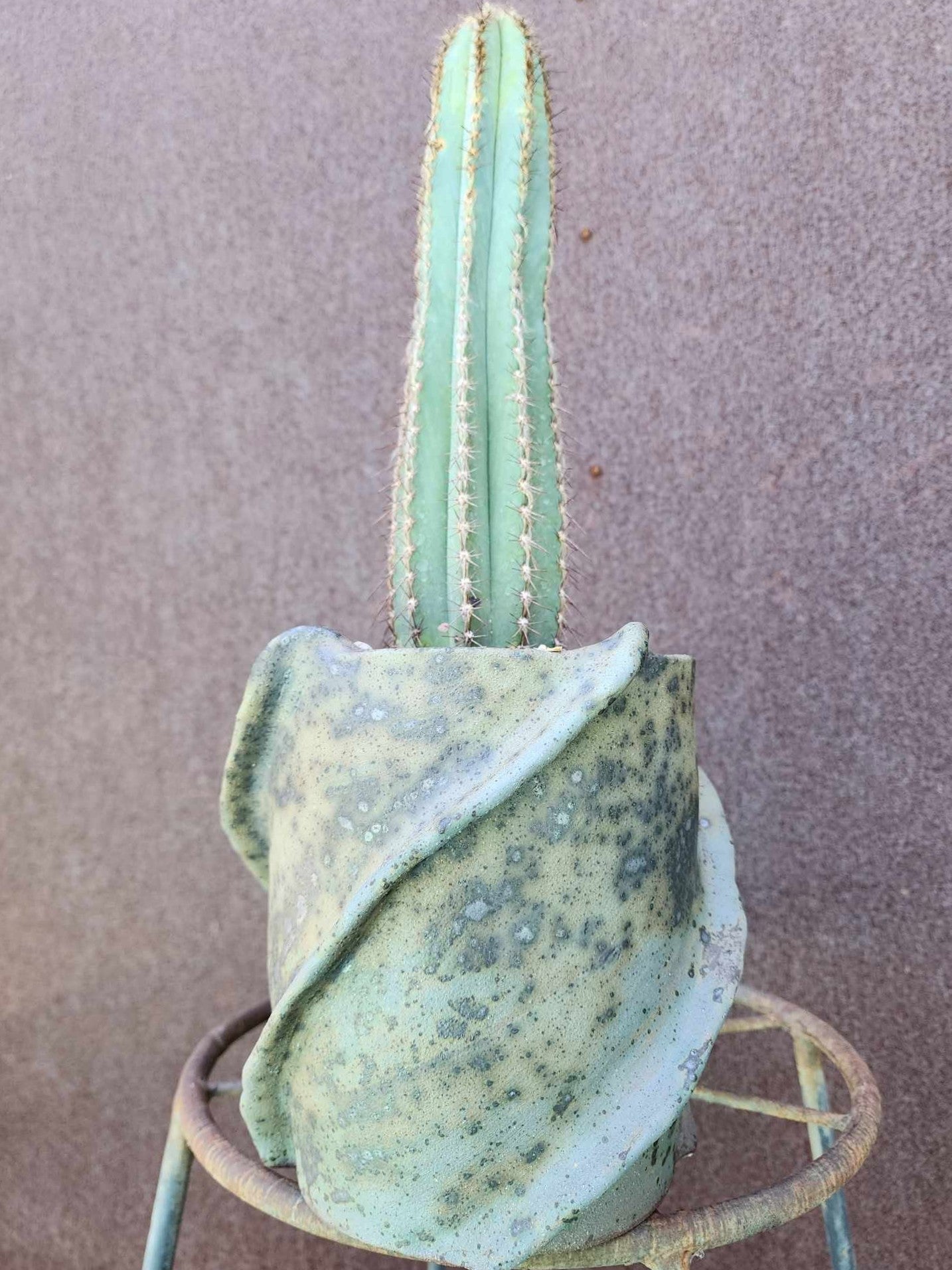 Pilosocereus Fulvilanatus