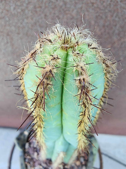 Pilosocereus Fulvilanatus