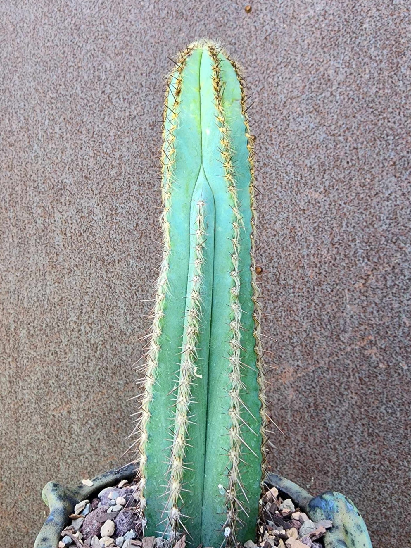 Collector's Trio No. 1 — Three Blue Beauties - The Pilosocereus Ensemble