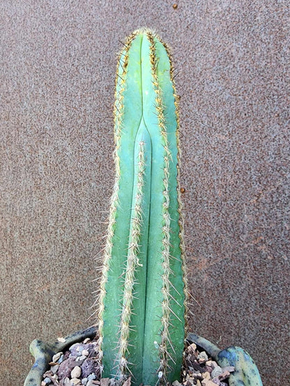 Collector's Trio No. 1 — Three Blue Beauties - The Pilosocereus Ensemble
