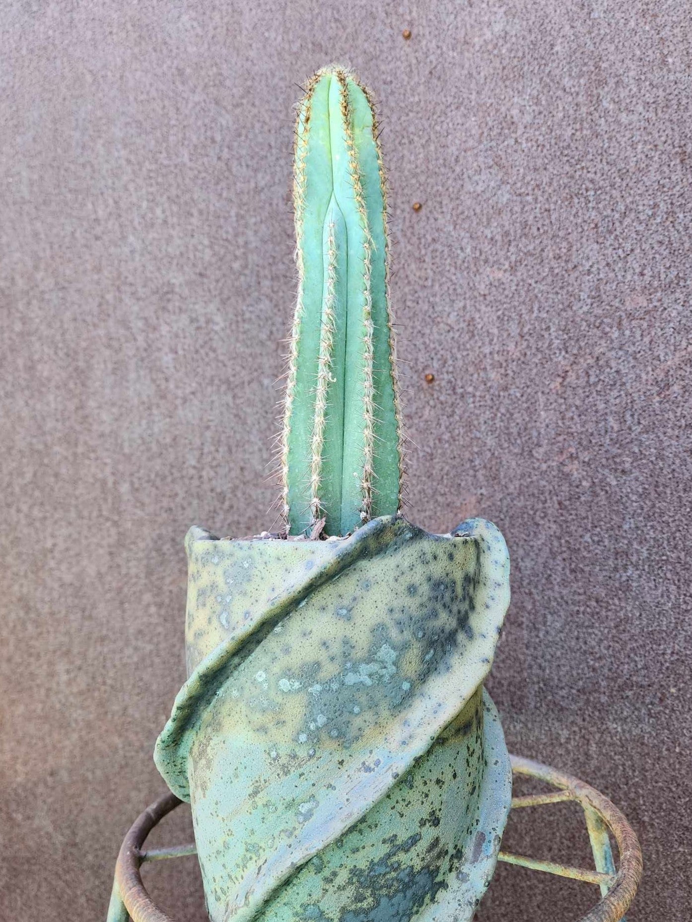 Collector's Trio No. 1 — Three Blue Beauties - The Pilosocereus Ensemble