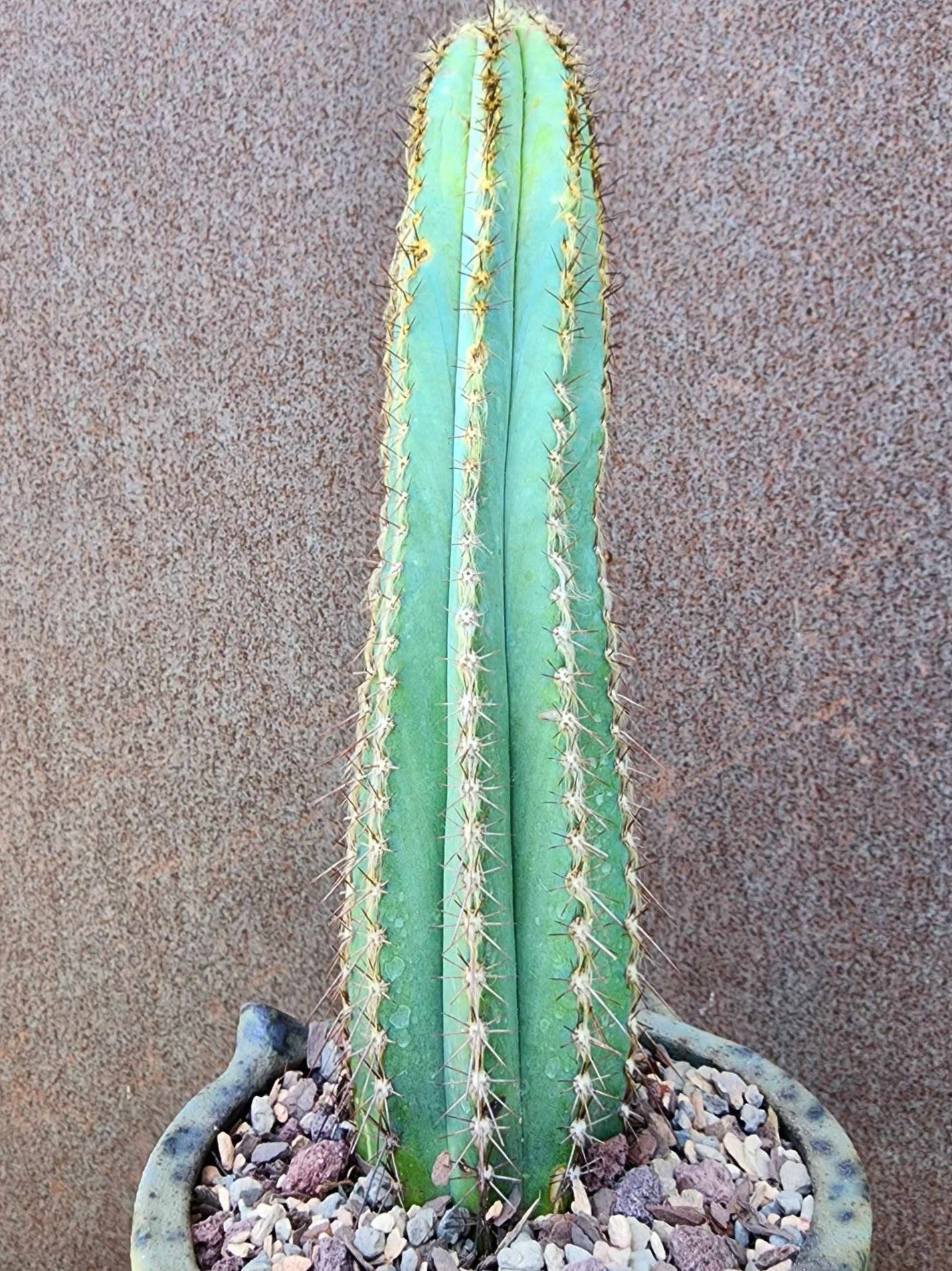 Pilosocereus Fulvilanatus