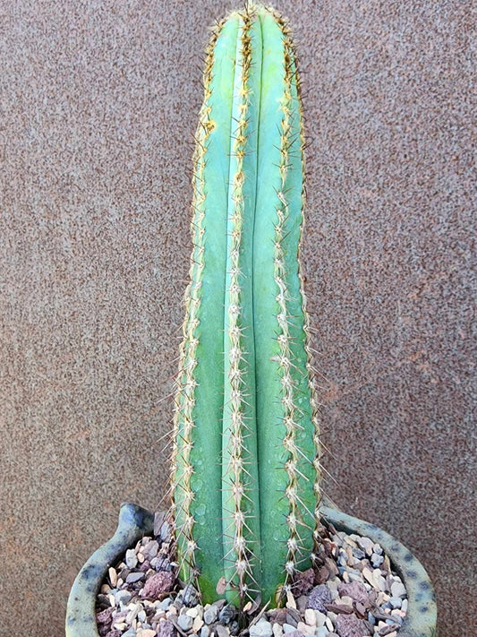 Pilosocereus Fulvilanatus