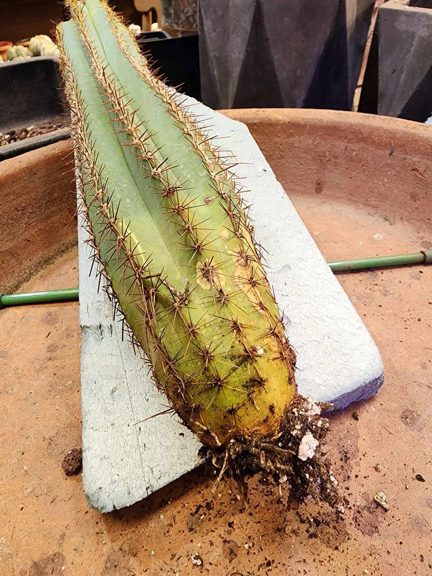 Pilosocereus Fulvilanatus
