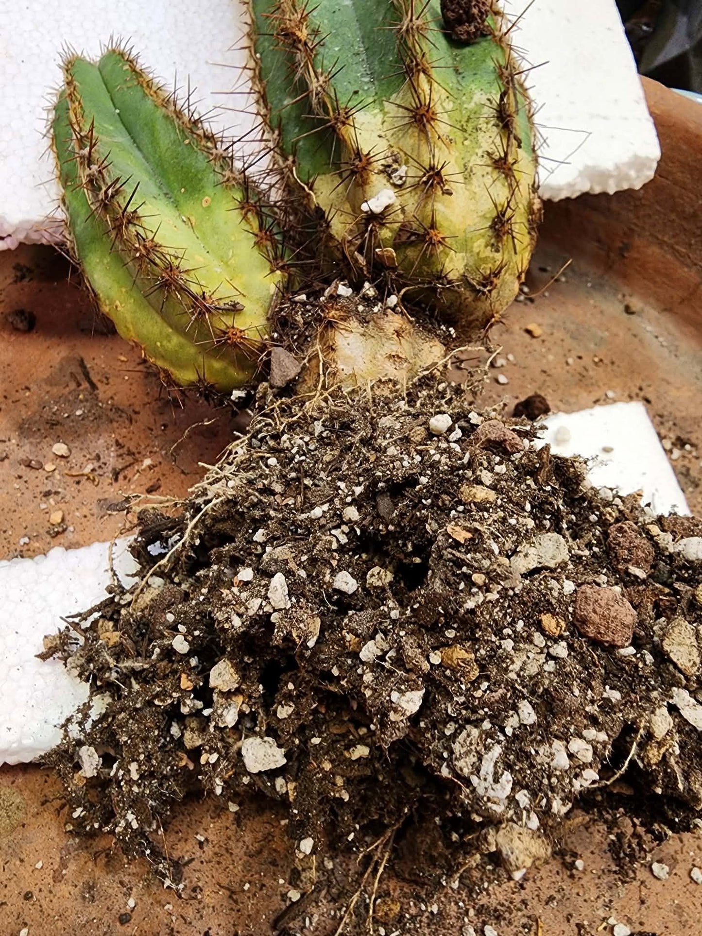 Pilosocereus Fulvilanatus+ Baby