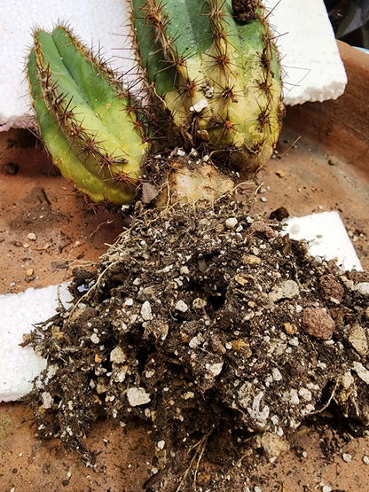 Pilosocereus Fulvilanatus+ Baby