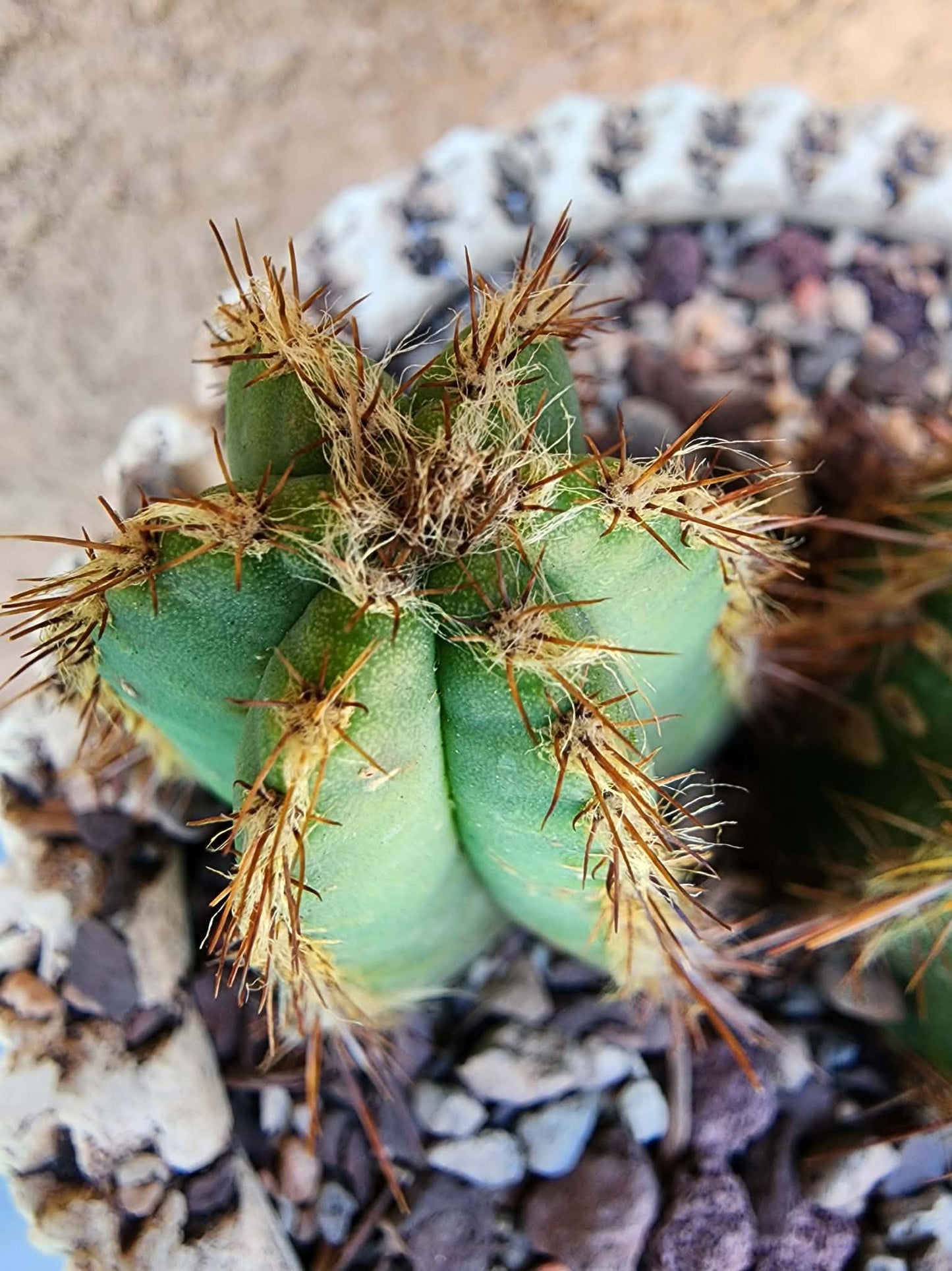Pilosocereus Fulvilanatus+ Baby