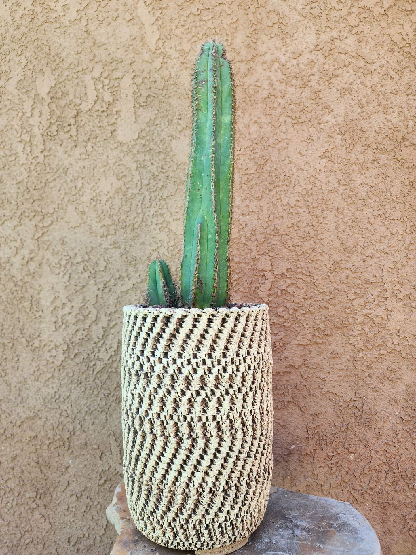 Pilosocereus Fulvilanatus+ Baby