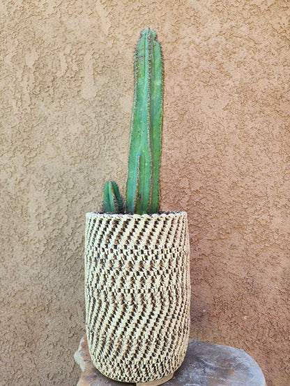 Pilosocereus Fulvilanatus+ Baby