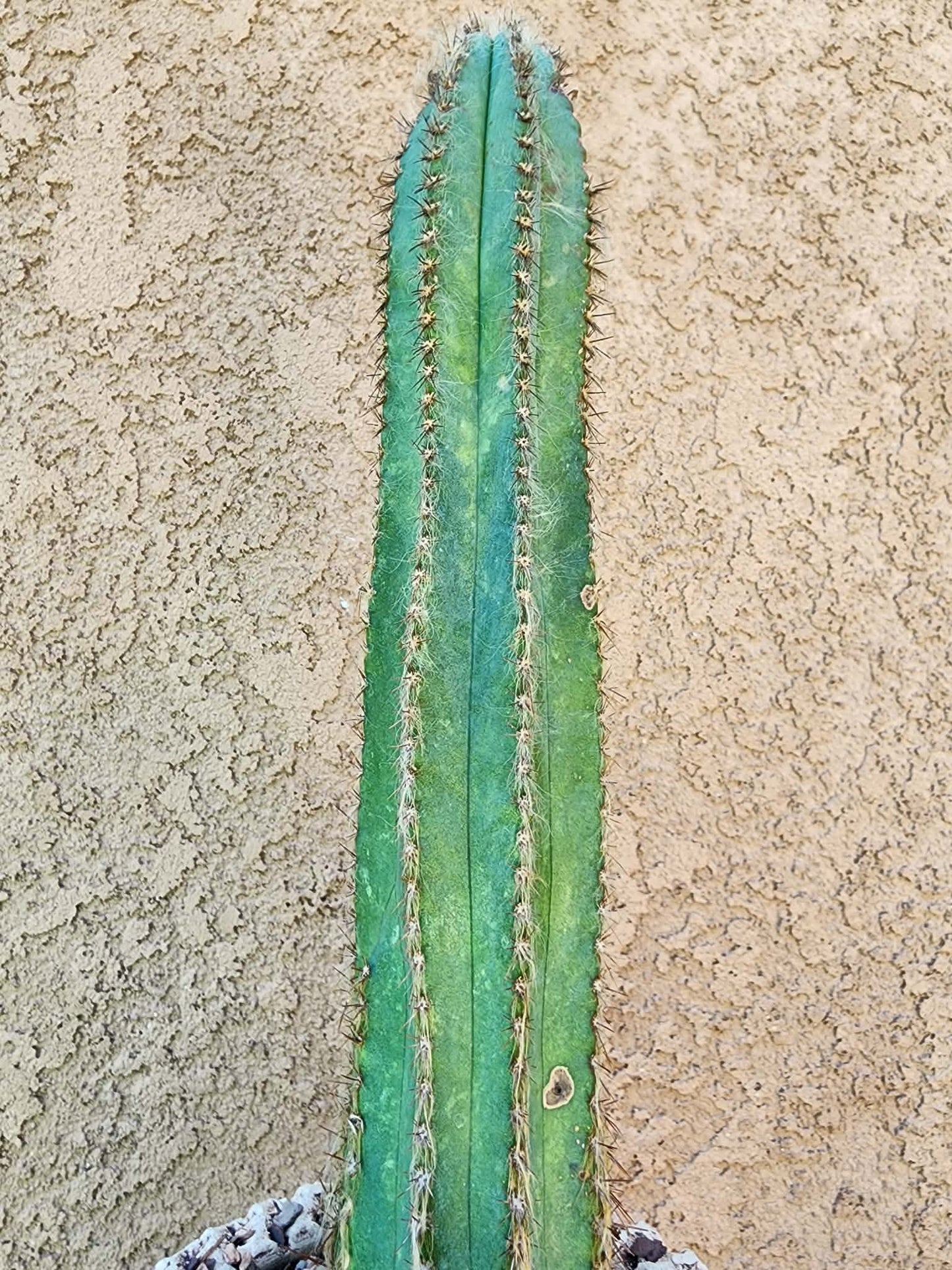 Pilosocereus Fulvilanatus+ Baby