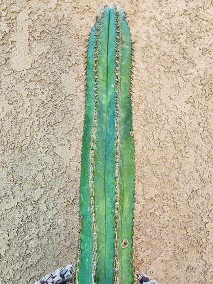 Pilosocereus Fulvilanatus+ Baby