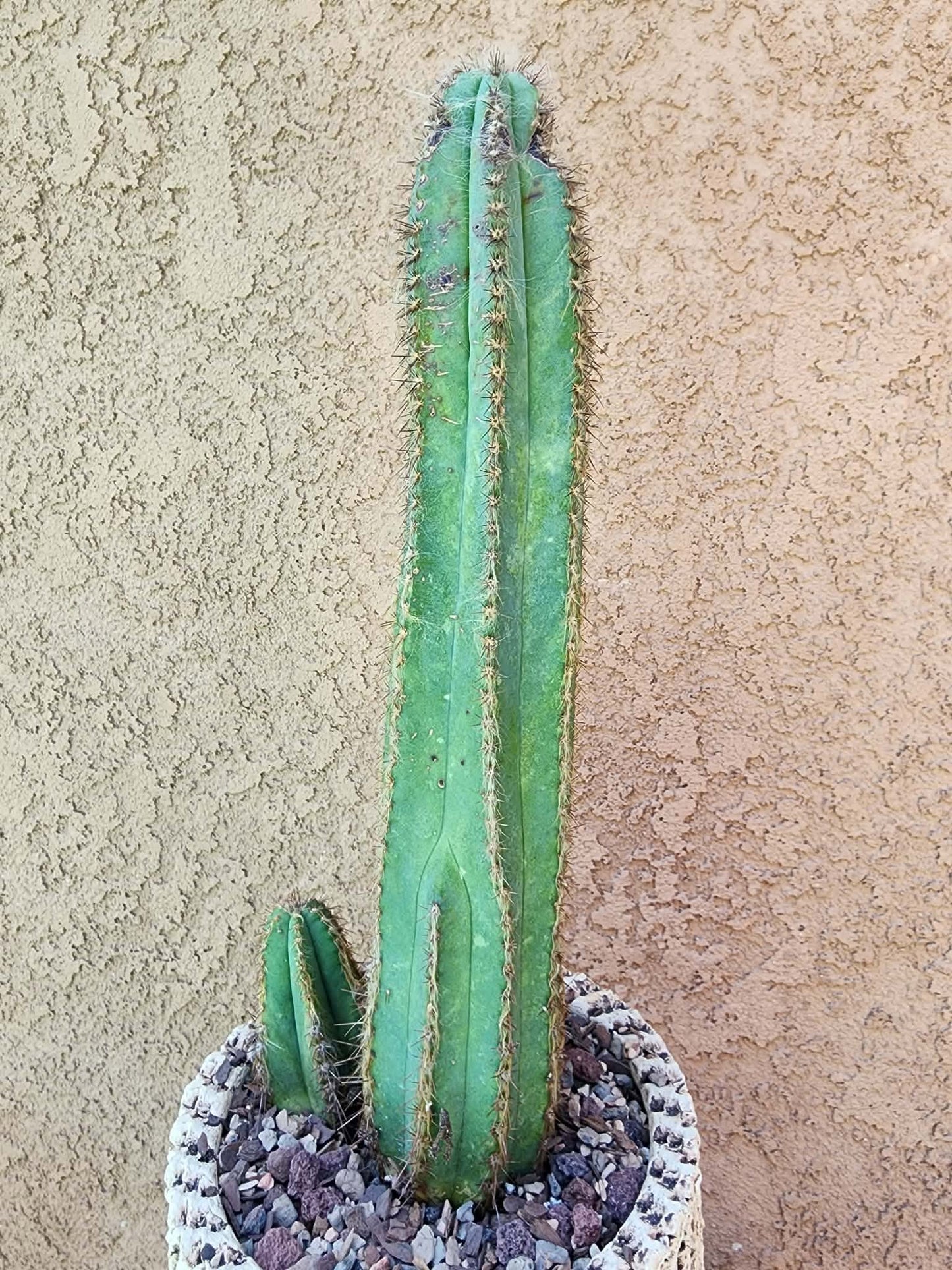 Pilosocereus Fulvilanatus+ Baby