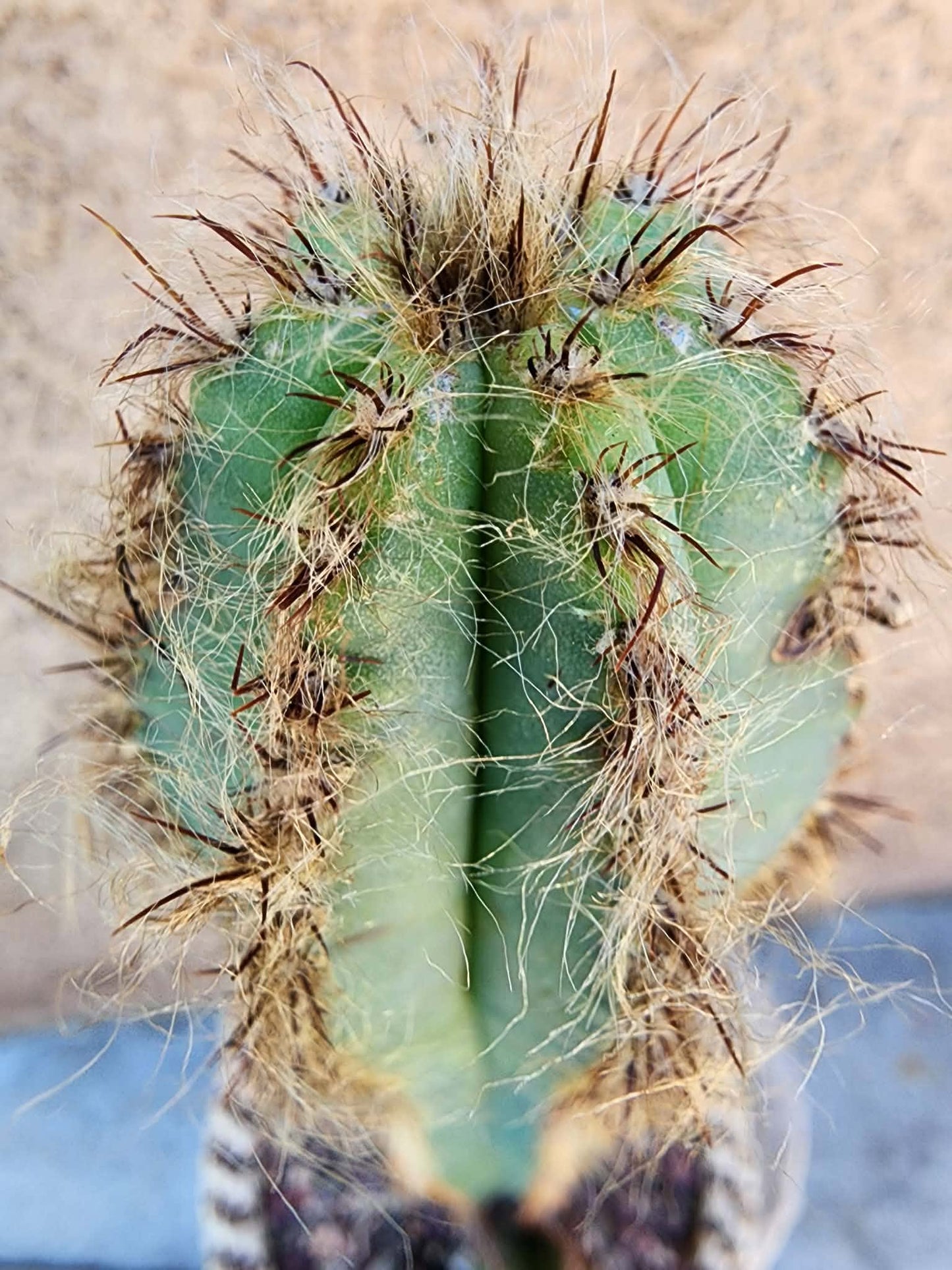 Pilosocereus Fulvilanatus+ Baby