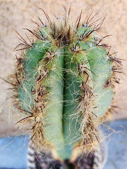 Pilosocereus Fulvilanatus+ Baby