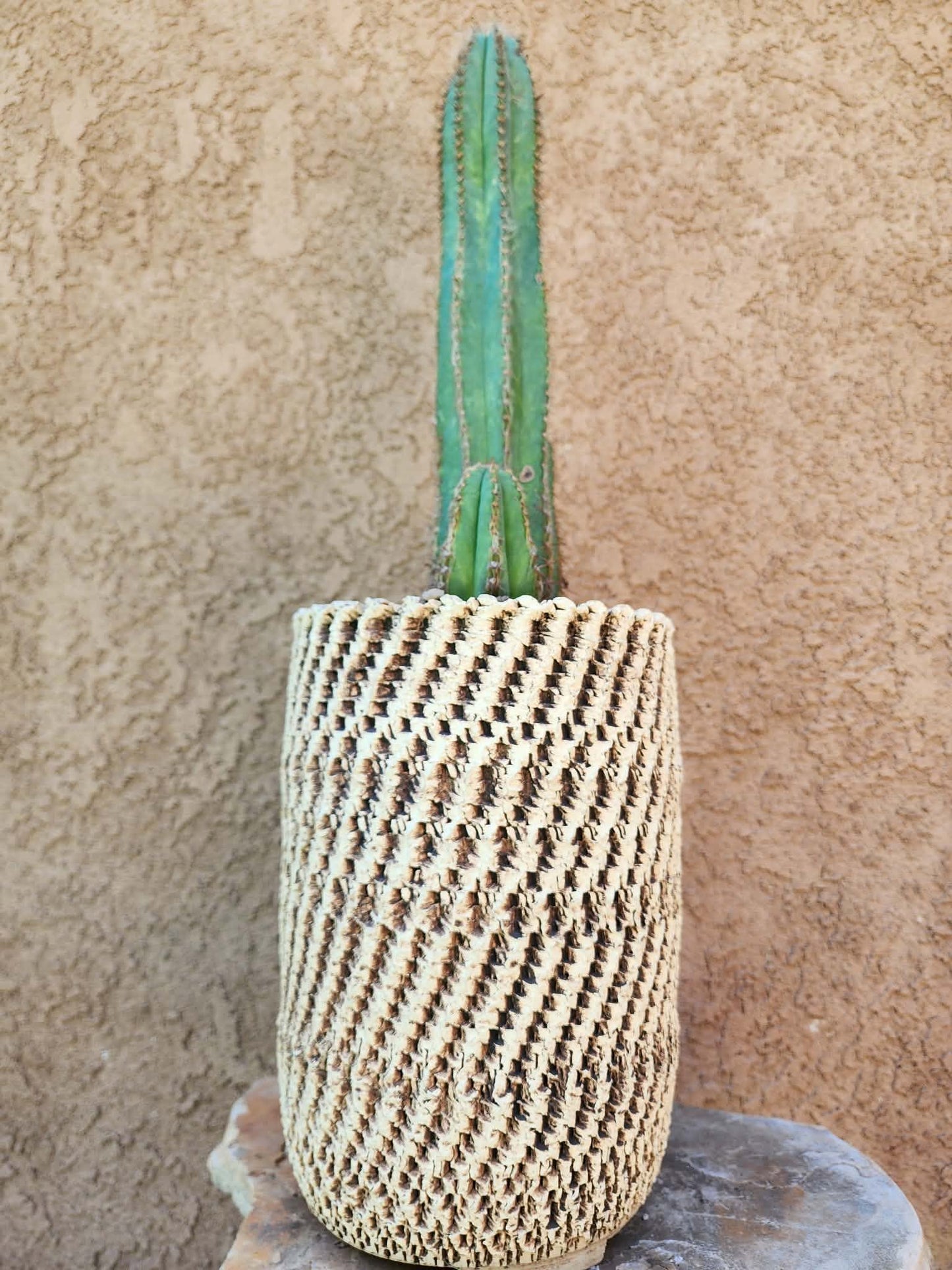 Pilosocereus Fulvilanatus+ Baby