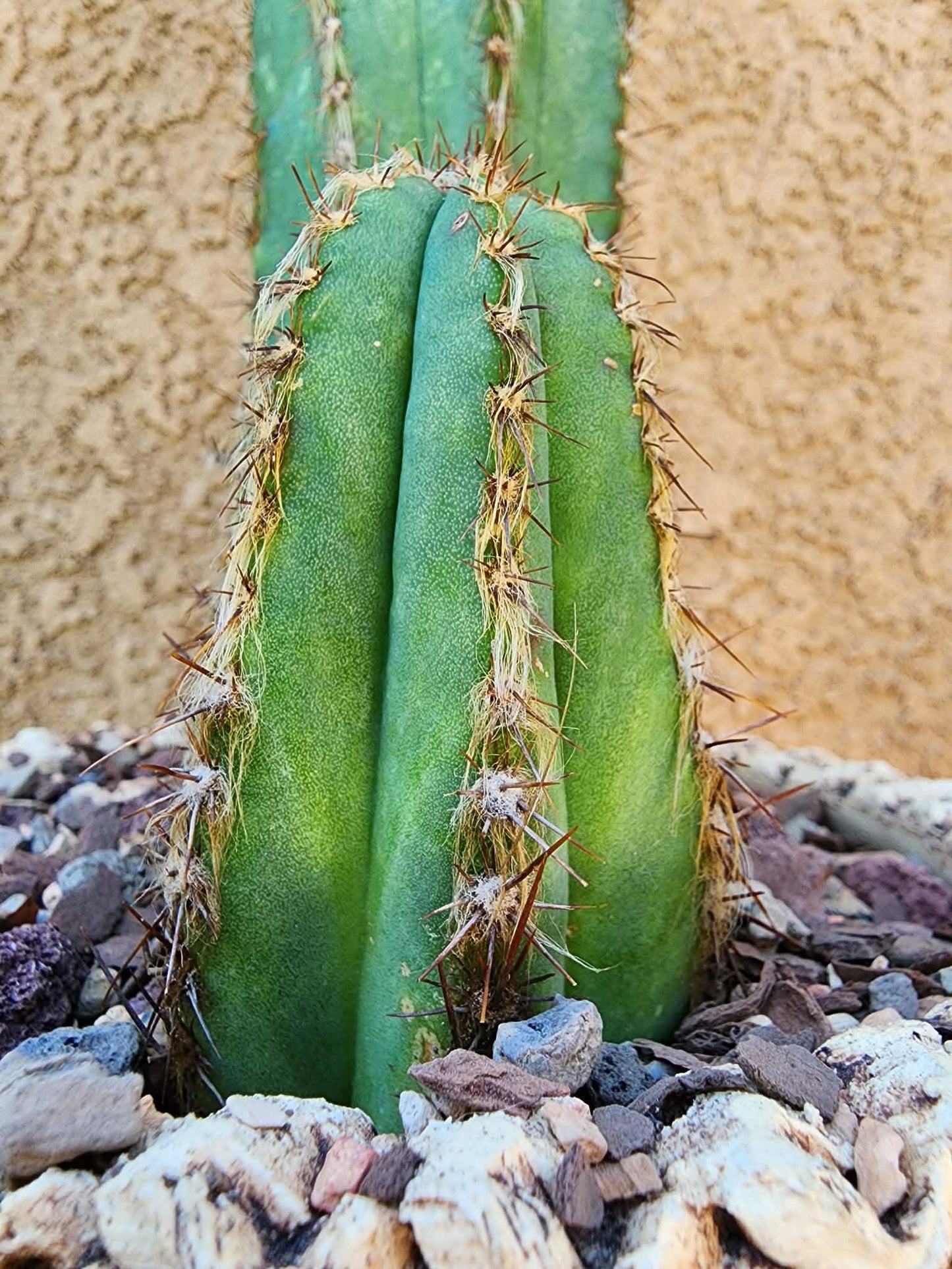 Pilosocereus Fulvilanatus+ Baby
