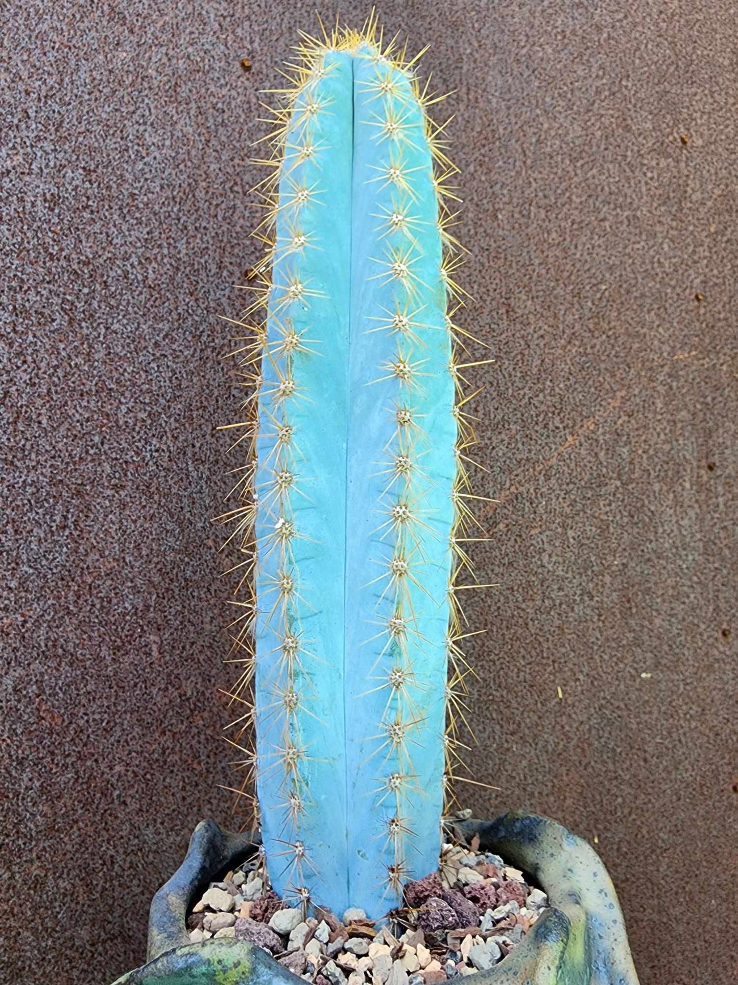 Pilosocereus Pachycladus - 14" tall - Last one!