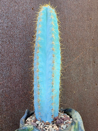 Pilosocereus Pachycladus - 14" tall - Last one!