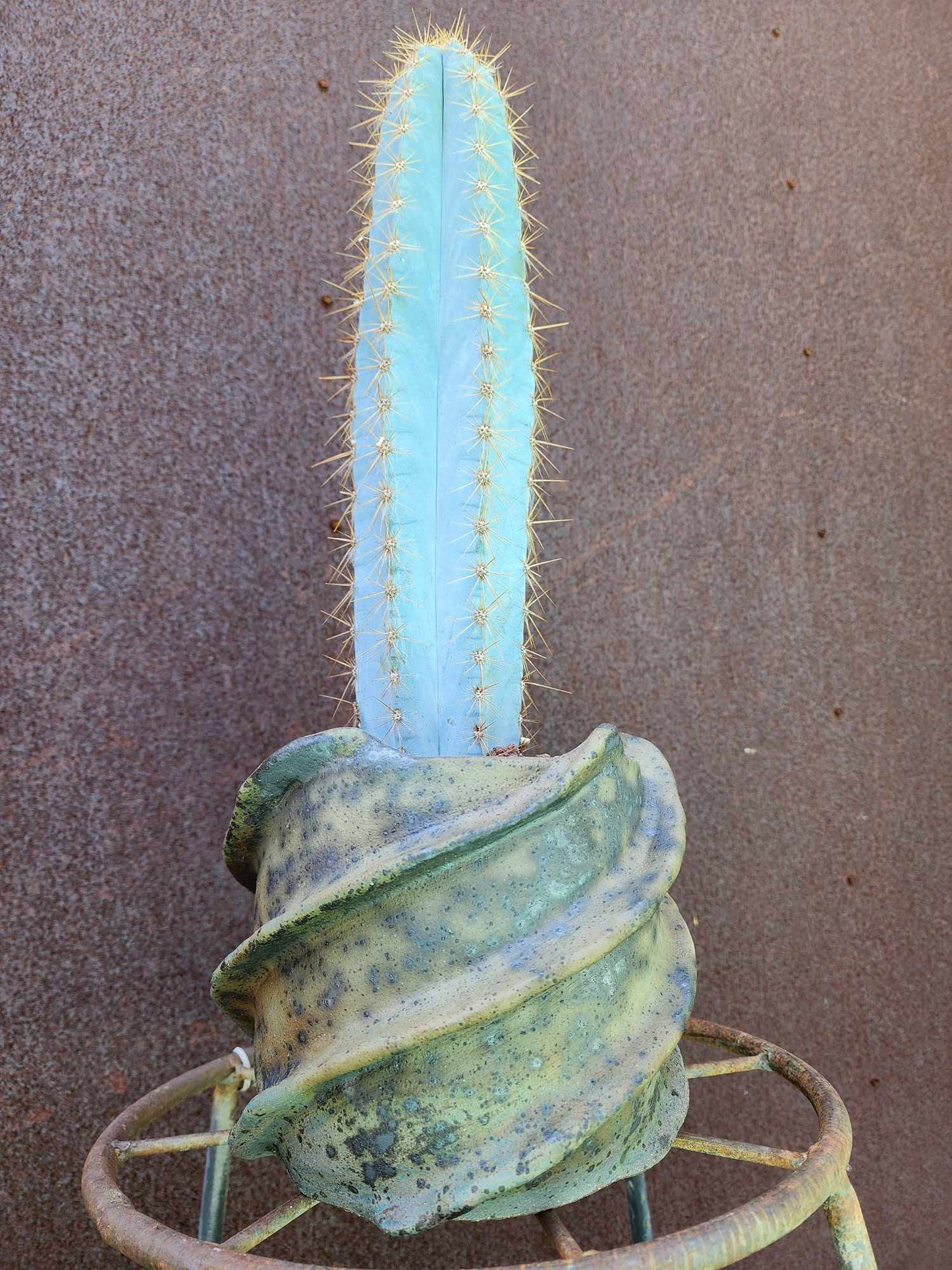 Pilosocereus Pachycladus - 14" tall - Last one!