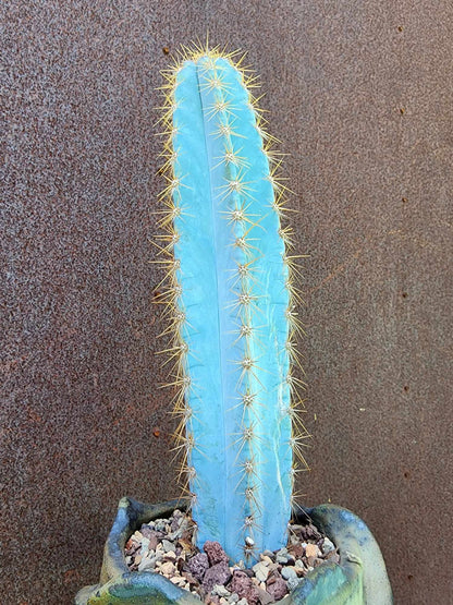 Pilosocereus Pachycladus - 14" tall - Last one!
