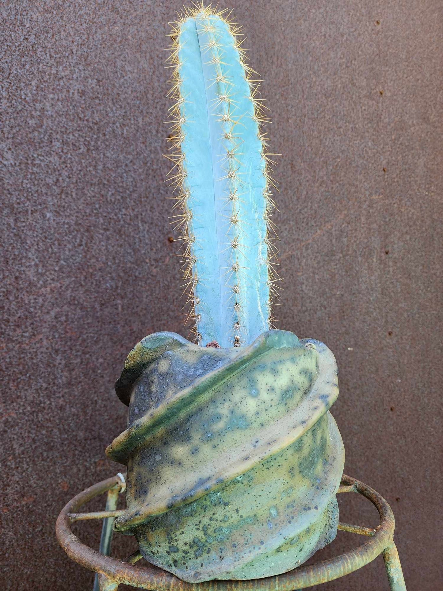 Pilosocereus Pachycladus - 14" tall - Last one!