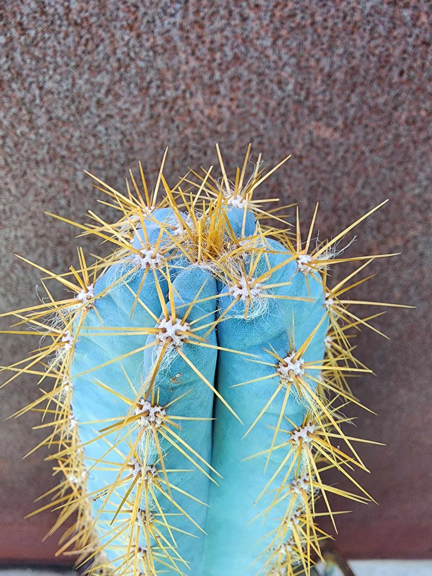 Pilosocereus Pachycladus - 14" tall - Last one!