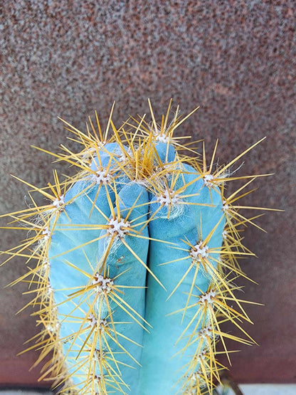 Pilosocereus Pachycladus - 14" tall - Last one!