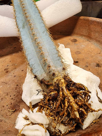 Pilosocereus Pachycladus - 14" tall