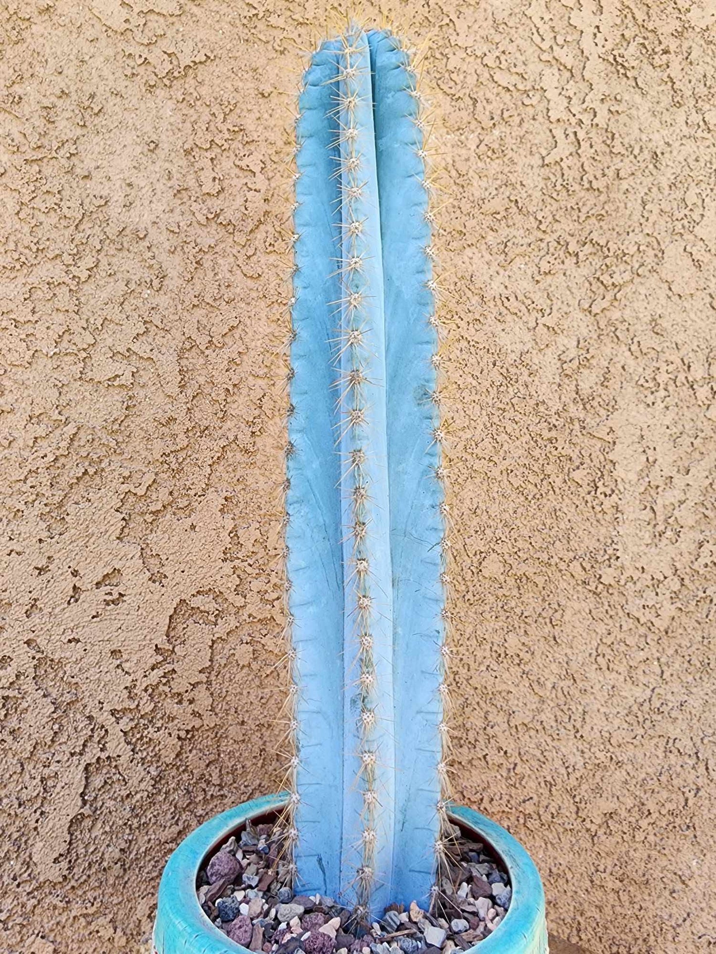 Pilosocereus Pachycladus - 14" tall