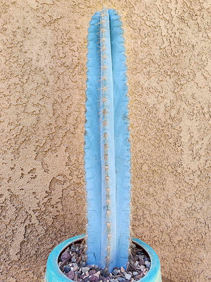 Pilosocereus Pachycladus - 14" tall