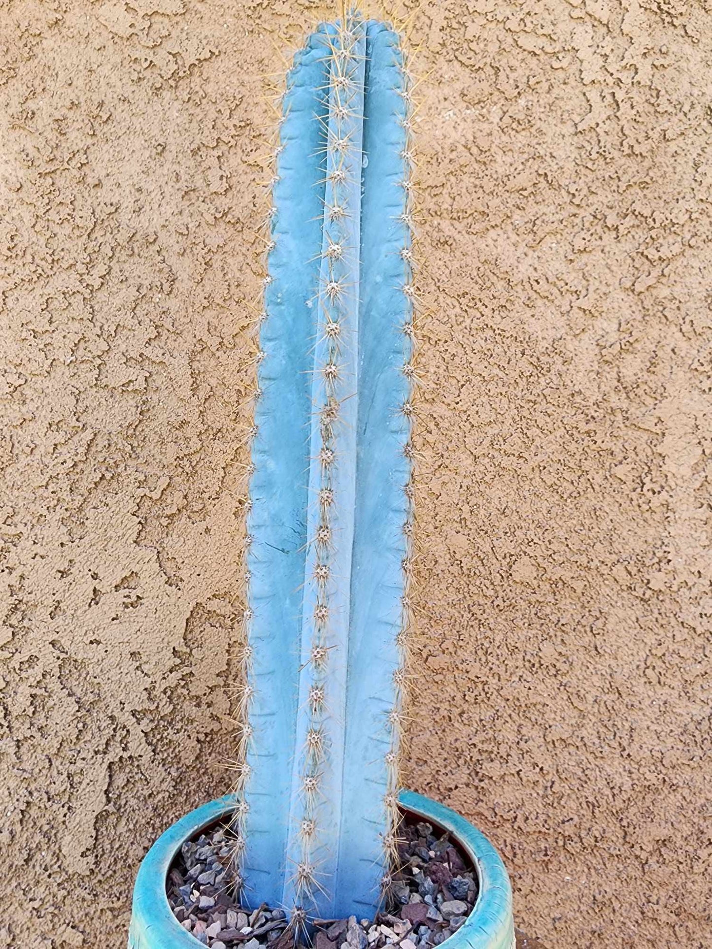 Pilosocereus Pachycladus - 14" tall