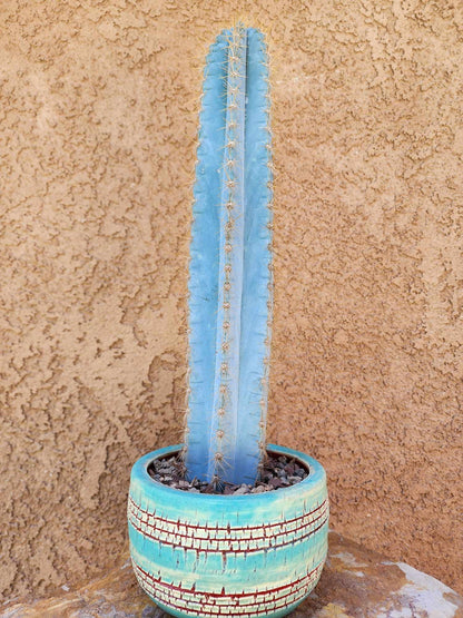 Pilosocereus Pachycladus - 14" tall