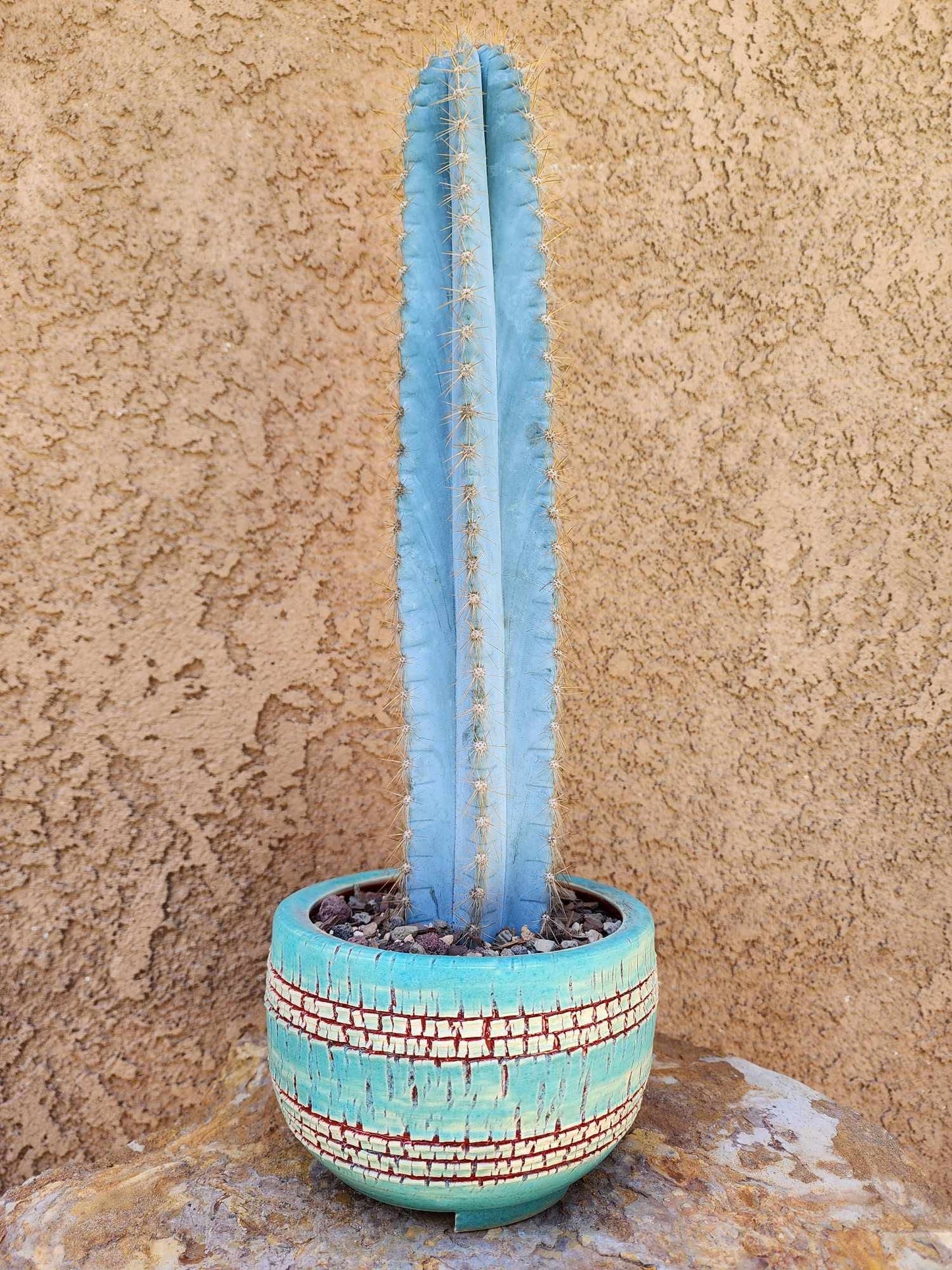 Pilosocereus Pachycladus - 14" tall