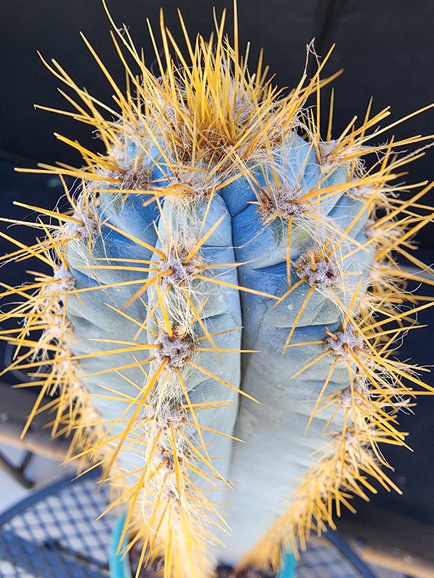 Pilosocereus Pachycladus - 14" tall