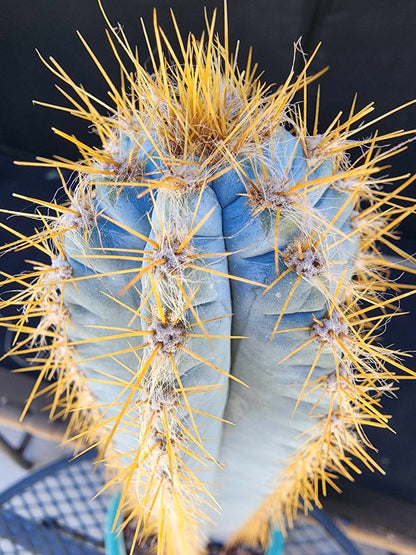 Pilosocereus Pachycladus - 14" tall