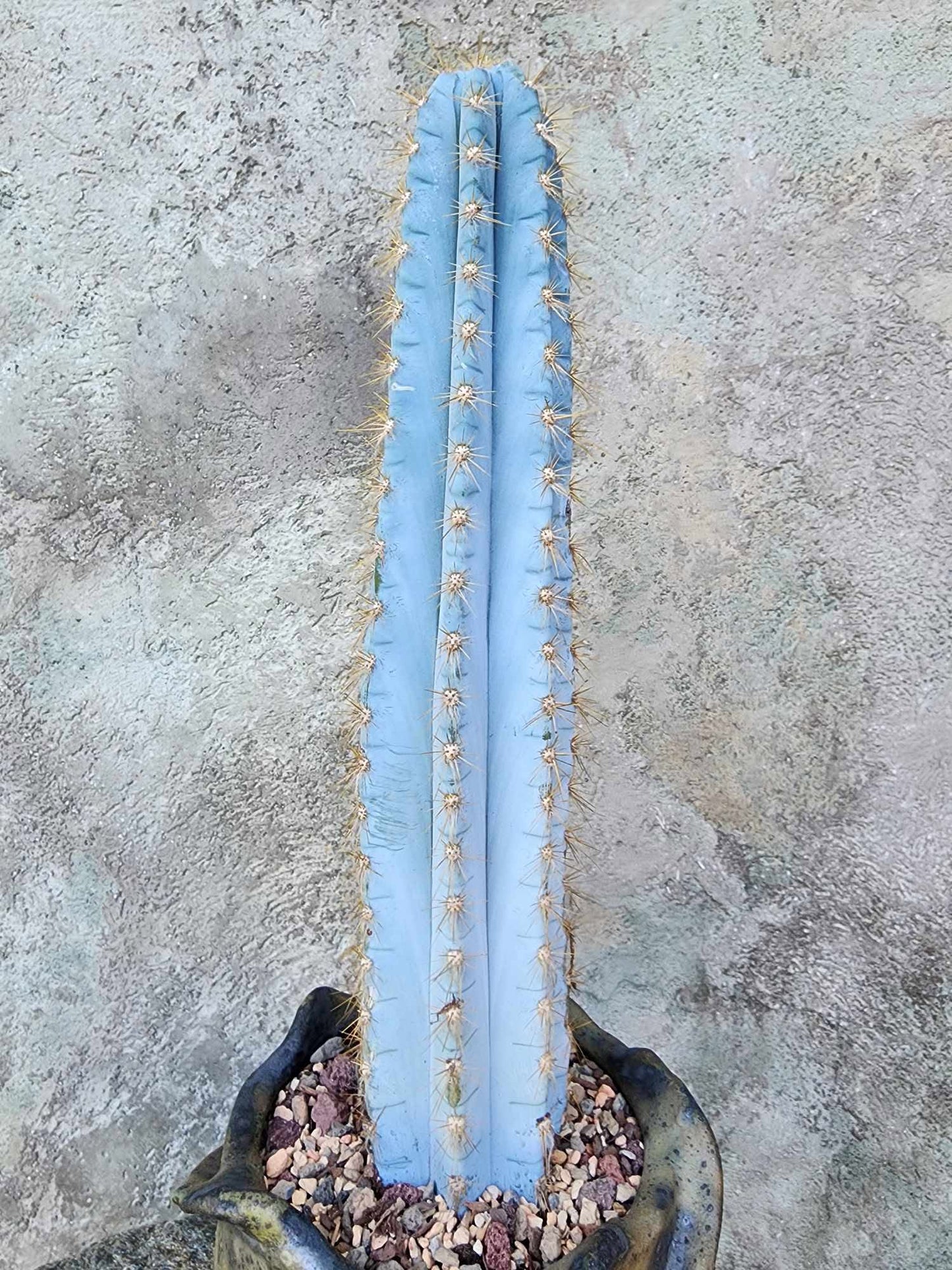 Pilosocereus Pachycladus - 14" tall