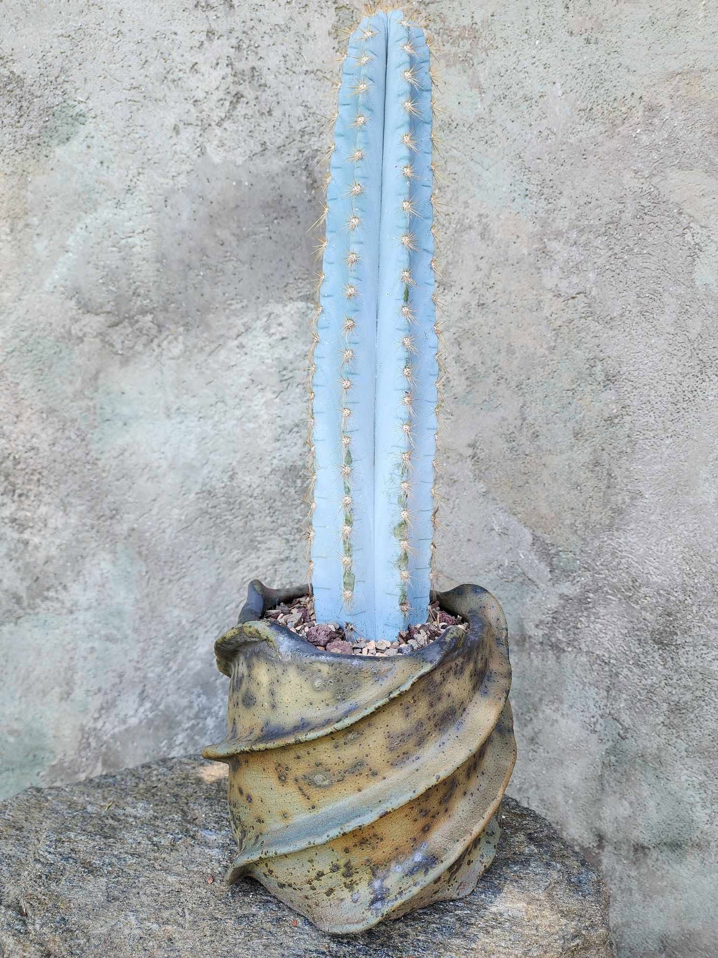Pilosocereus Pachycladus - 14" tall