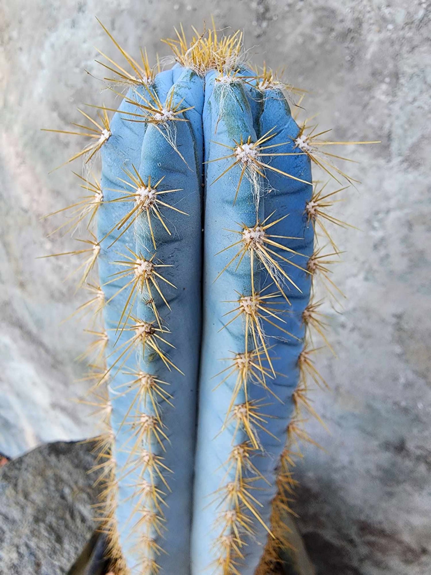 Pilosocereus Pachycladus - 14" tall
